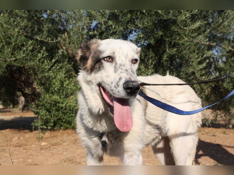 TANGO-sehr lieb,sanft,intelligent,noch ein wenig schüchtern sucht sein liebevolles Für-immer-Zuhause