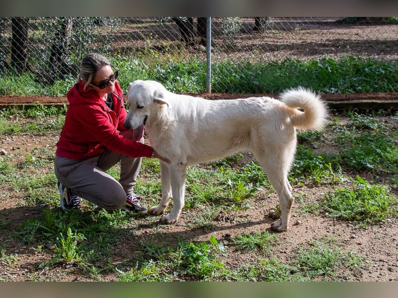 Lena - Großes, schneeweißes Lady auf der Suche nach gaaaanz viel Liebe!