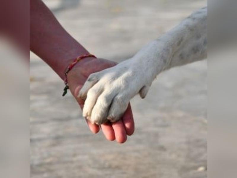 TANGO-sehr lieb,sanft,intelligent,noch ein wenig schüchtern sucht sein liebevolles Für-immer-Zuhause