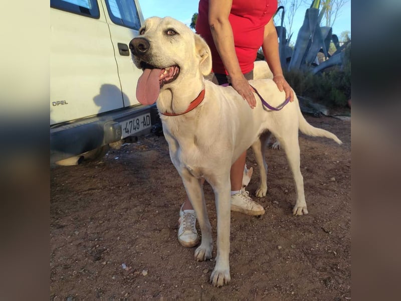 PYTHON – sanfter Riese mit Kinderherz und Kuschelgarantie auf der Suche nach seiner liebevollen Fam.