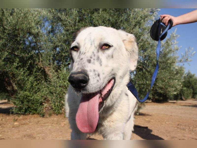 TANGO-sehr lieb,sanft,intelligent,noch ein wenig schüchtern sucht sein liebevolles Für-immer-Zuhause