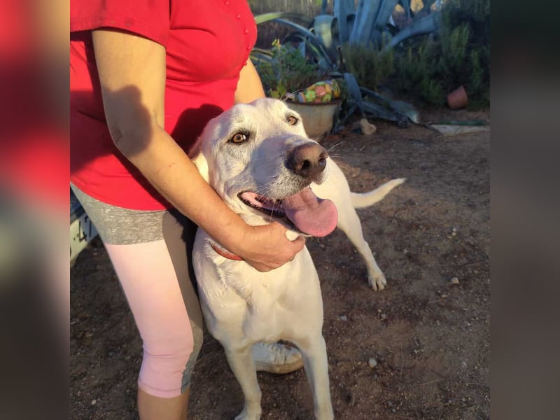 PYTHON – sanfter Riese mit Kinderherz und Kuschelgarantie auf der Suche nach seiner liebevollen Fam.