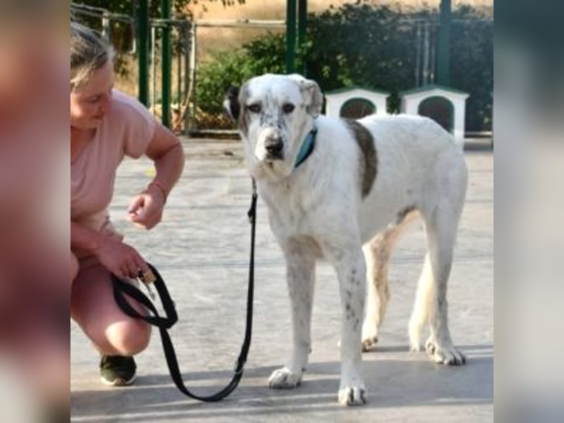 TANGO-sehr lieb,sanft,intelligent,noch ein wenig schüchtern sucht sein liebevolles Für-immer-Zuhause