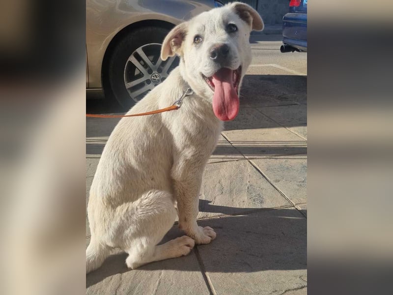 PYTHON – sanfter Riese mit Kinderherz und Kuschelgarantie auf der Suche nach seiner liebevollen Fam.