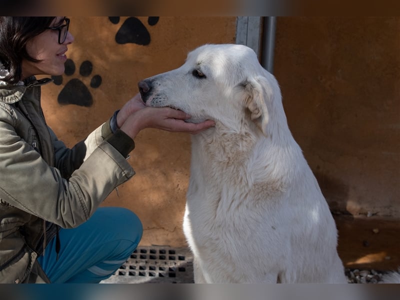 Lena - Großes, schneeweißes Lady auf der Suche nach gaaaanz viel Liebe!