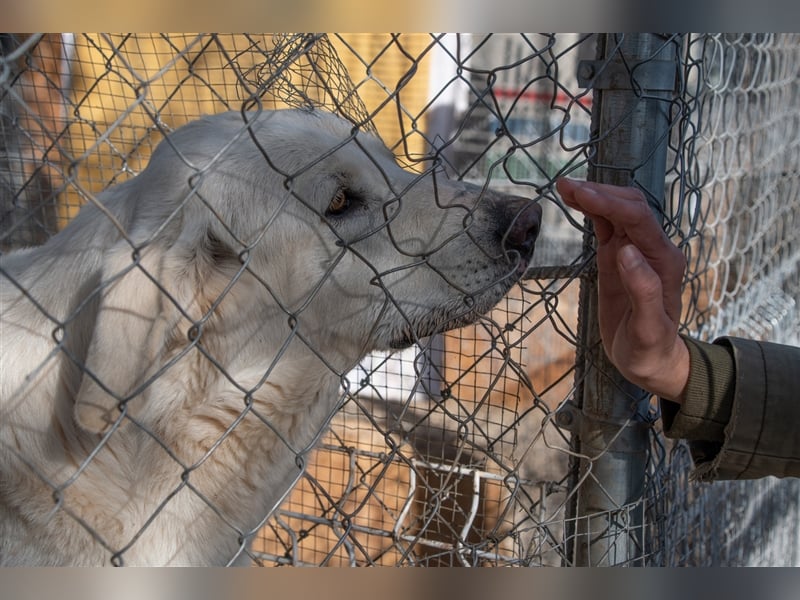Lena - Großes, schneeweißes Lady auf der Suche nach gaaaanz viel Liebe!