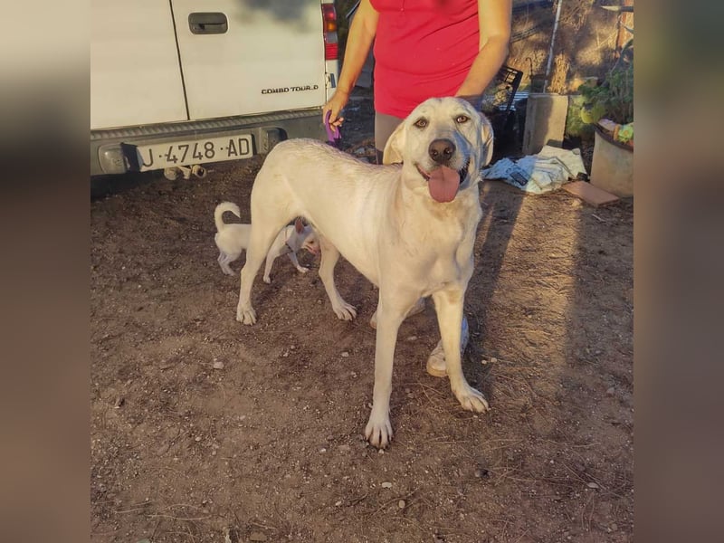 PYTHON – sanfter Riese mit Kinderherz und Kuschelgarantie auf der Suche nach seiner liebevollen Fam.