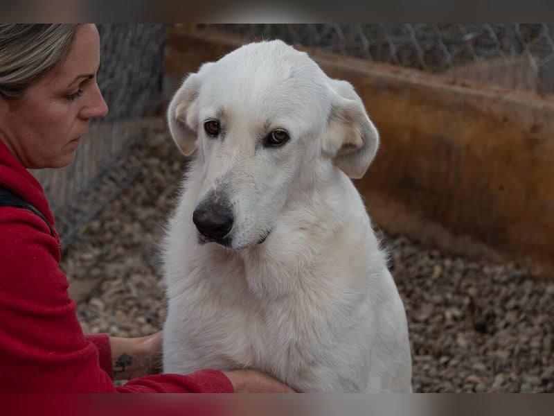 Lena - Großes, schneeweißes Lady auf der Suche nach gaaaanz viel Liebe!