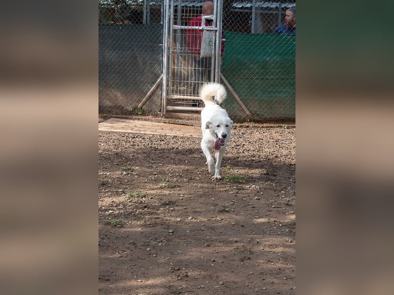 Lena - Großes, schneeweißes Lady auf der Suche nach gaaaanz viel Liebe!