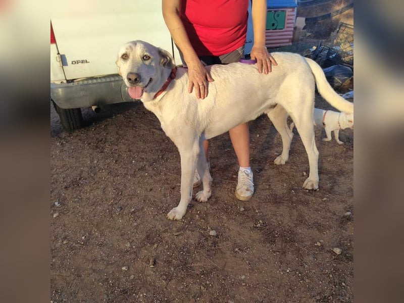 PYTHON – sanfter Riese mit Kinderherz und Kuschelgarantie auf der Suche nach seiner liebevollen Fam.