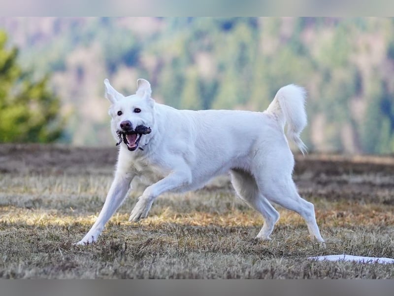 Lena - Großes, schneeweißes Lady auf der Suche nach gaaaanz viel Liebe!