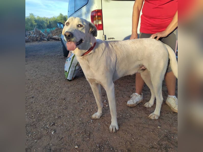 PYTHON – sanfter Riese mit Kinderherz und Kuschelgarantie auf der Suche nach seiner liebevollen Fam.