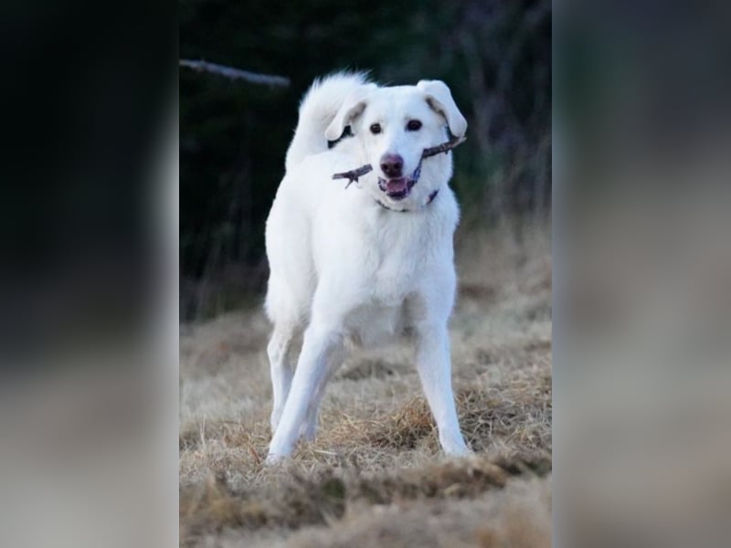 Lena - Großes, schneeweißes Lady auf der Suche nach gaaaanz viel Liebe!