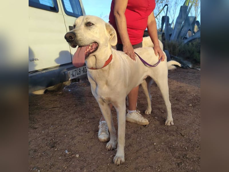 PYTHON – sanfter Riese mit Kinderherz und Kuschelgarantie auf der Suche nach seiner liebevollen Fam.