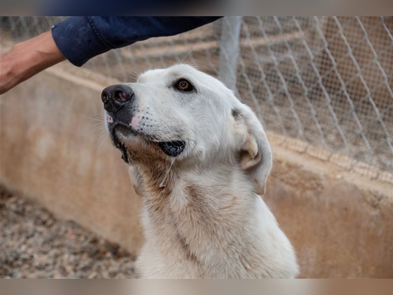 Lena - Großes, schneeweißes Lady auf der Suche nach gaaaanz viel Liebe!