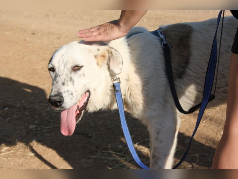TANGO-sehr lieb,sanft,intelligent,noch ein wenig schüchtern sucht sein liebevolles Für-immer-Zuhause