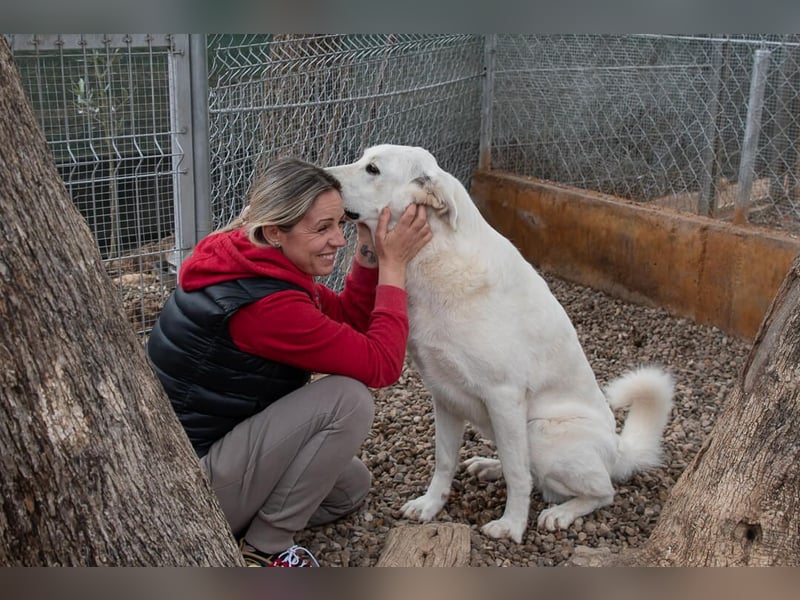 Lena - Großes, schneeweißes Lady auf der Suche nach gaaaanz viel Liebe!