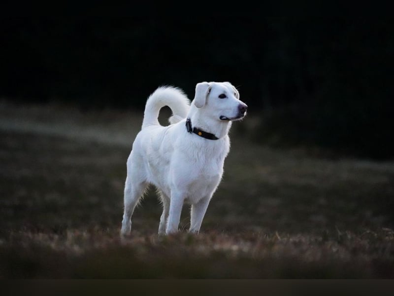 Lena - Großes, schneeweißes Lady auf der Suche nach gaaaanz viel Liebe!