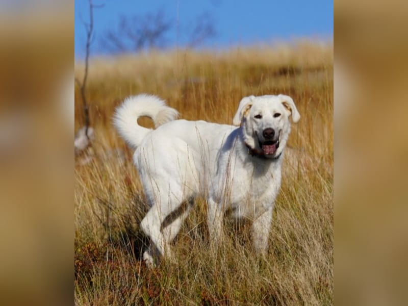 Lena - Großes, schneeweißes Lady auf der Suche nach gaaaanz viel Liebe!