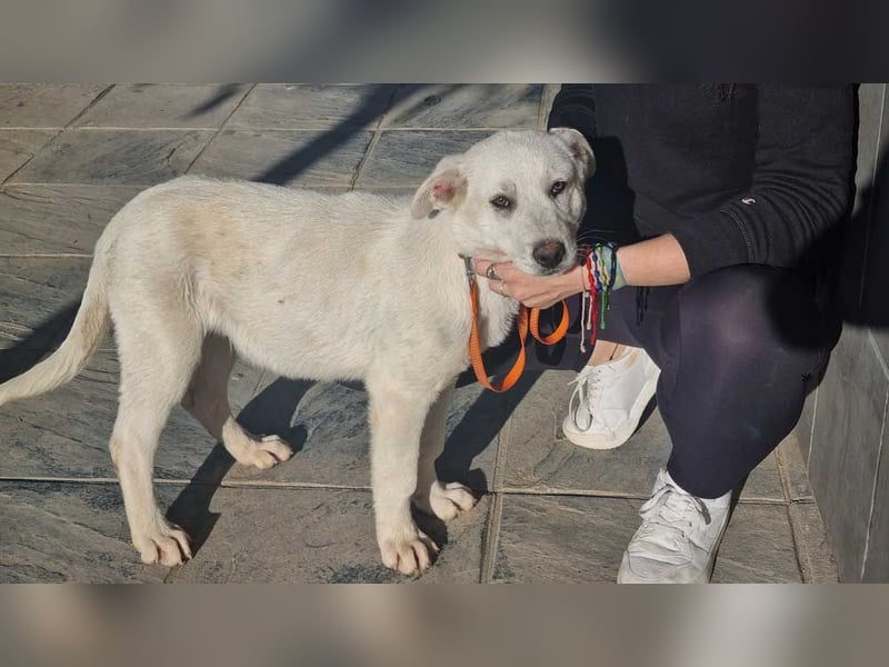 PYTHON – sanfter Riese mit Kinderherz und Kuschelgarantie auf der Suche nach seiner liebevollen Fam.