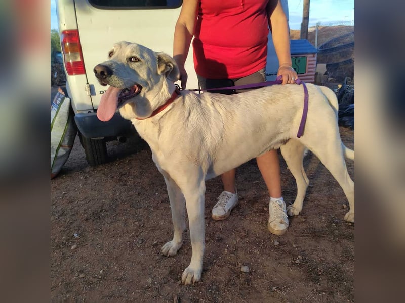 PYTHON – sanfter Riese mit Kinderherz und Kuschelgarantie auf der Suche nach seiner liebevollen Fam.