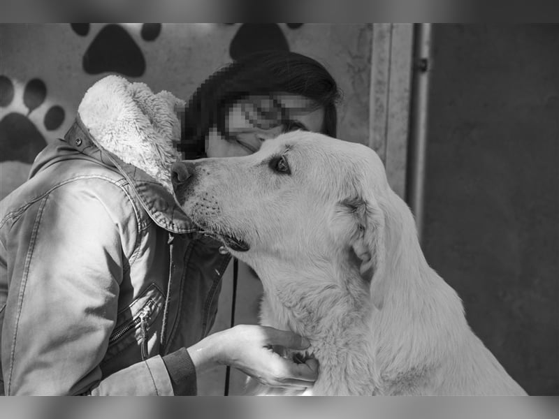 Lena - Großes, schneeweißes Lady auf der Suche nach gaaaanz viel Liebe!