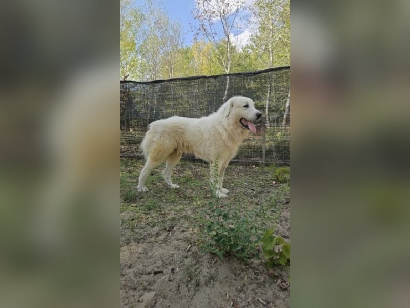 Frodo – groß, lieb und voller Liebe