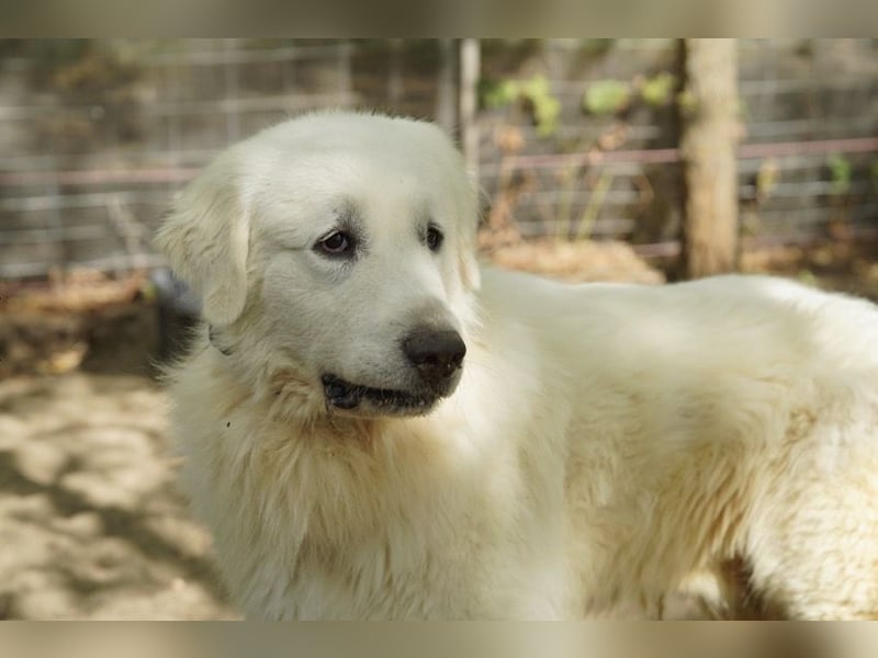 Frodo – groß, lieb und voller Liebe