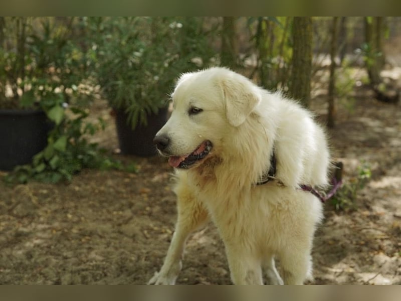 Frodo – groß, lieb und voller Liebe