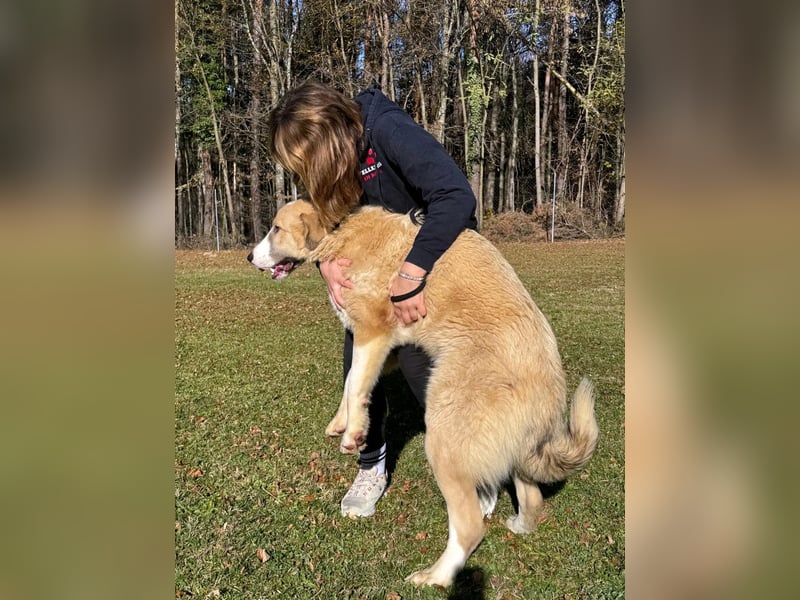 großer junger Pyrenäenberghund Mischlings-Rüde Finn sucht sein Zuhause
