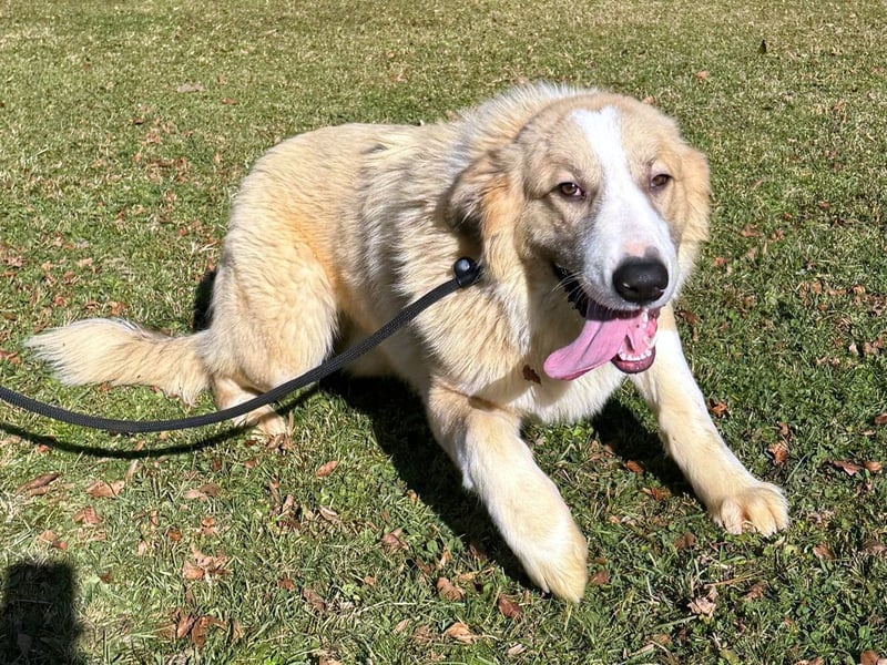 großer junger Pyrenäenberghund Mischlings-Rüde Finn sucht sein Zuhause