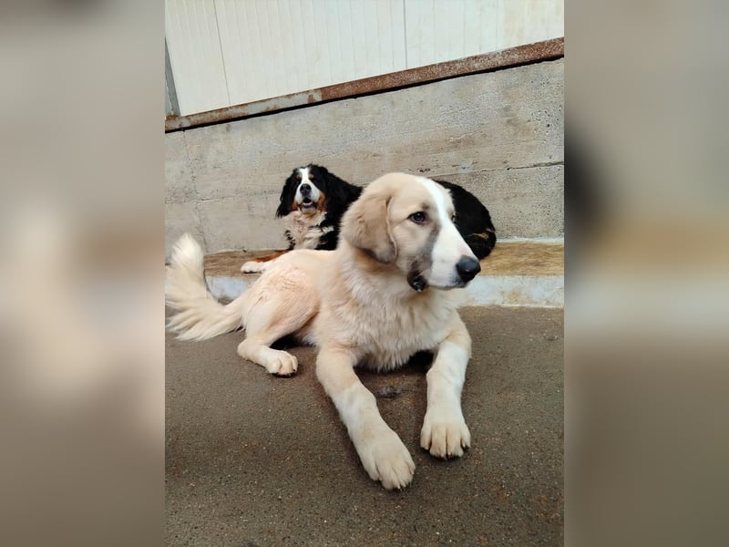 großer junger Pyrenäenberghund Mischlings-Rüde Finn sucht sein Zuhause