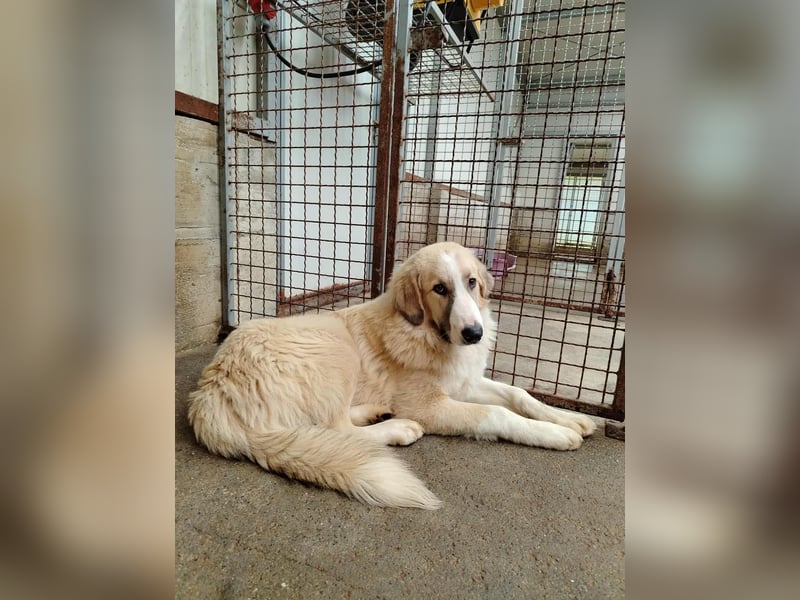 großer junger Pyrenäenberghund Mischlings-Rüde Finn sucht sein Zuhause