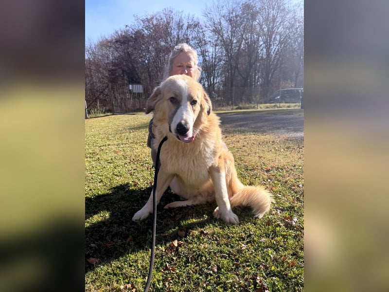 großer junger Pyrenäenberghund Mischlings-Rüde Finn sucht sein Zuhause