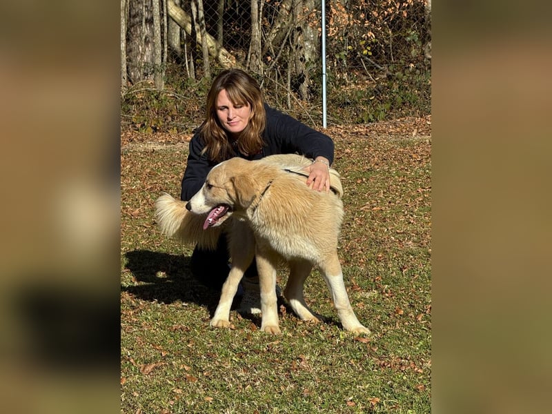 großer junger Pyrenäenberghund Mischlings-Rüde Finn sucht sein Zuhause