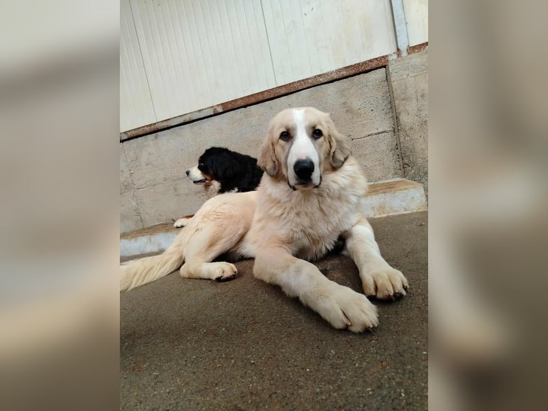 großer junger Pyrenäenberghund Mischlings-Rüde Finn sucht sein Zuhause
