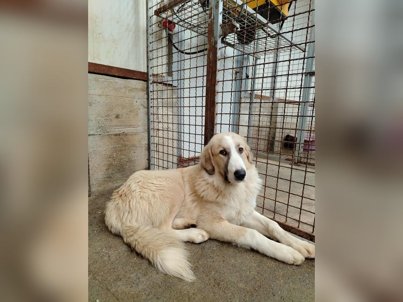 großer junger Pyrenäenberghund Mischlings-Rüde Finn sucht sein Zuhause