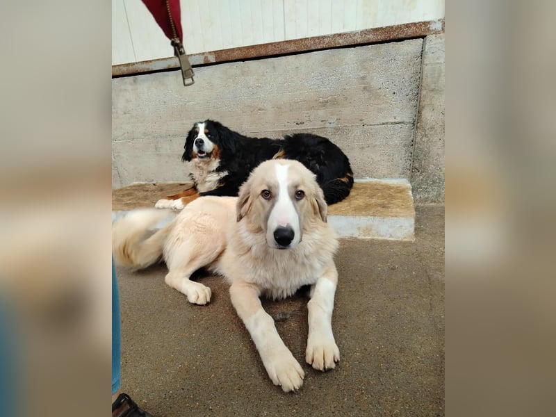 großer junger Pyrenäenberghund Mischlings-Rüde Finn sucht sein Zuhause