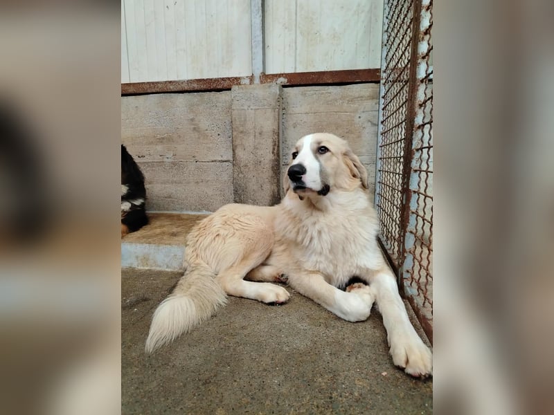 großer junger Pyrenäenberghund Mischlings-Rüde Finn sucht sein Zuhause