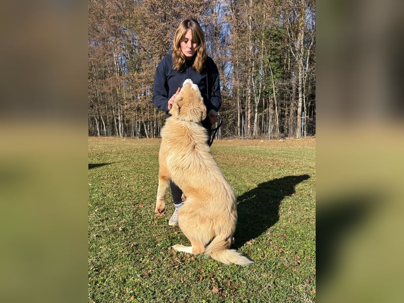 großer junger Pyrenäenberghund Mischlings-Rüde Finn sucht sein Zuhause