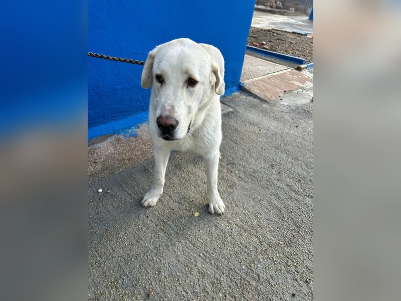 Brooklyn , ein großer Eisbär