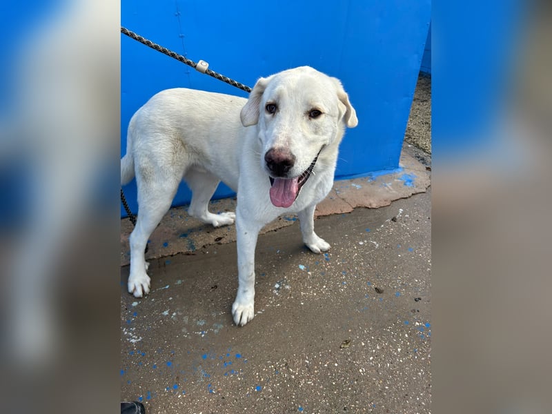 Brooklyn , ein großer Eisbär