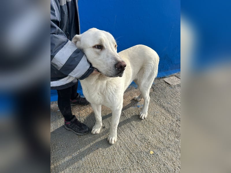 Brooklyn , ein großer Eisbär