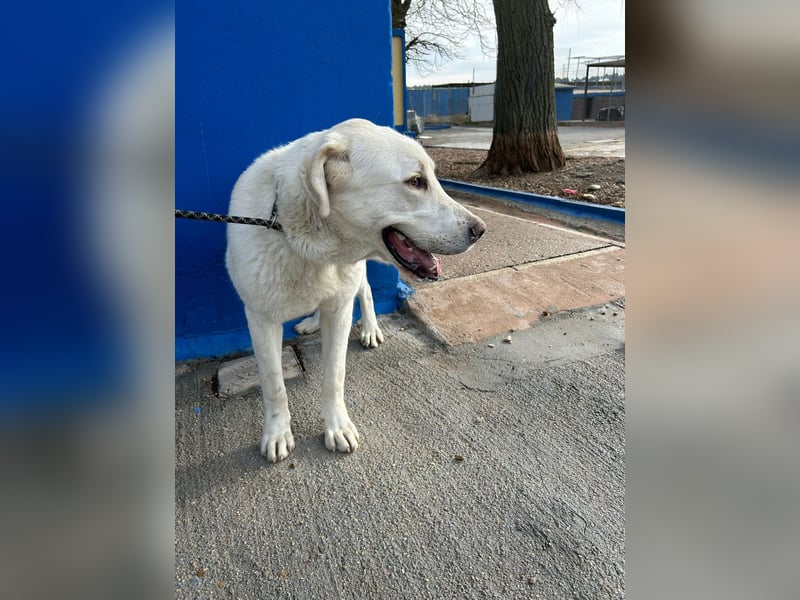Brooklyn , ein großer Eisbär