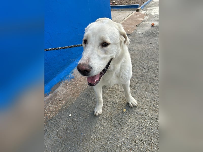 Brooklyn , ein großer Eisbär