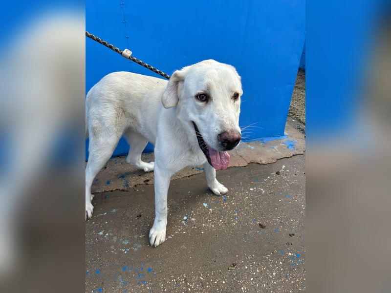 Brooklyn , ein großer Eisbär