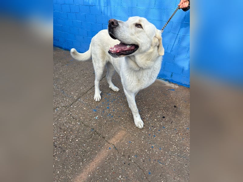 Brooklyn , ein großer Eisbär