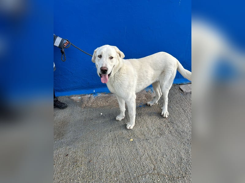 Brooklyn , ein großer Eisbär