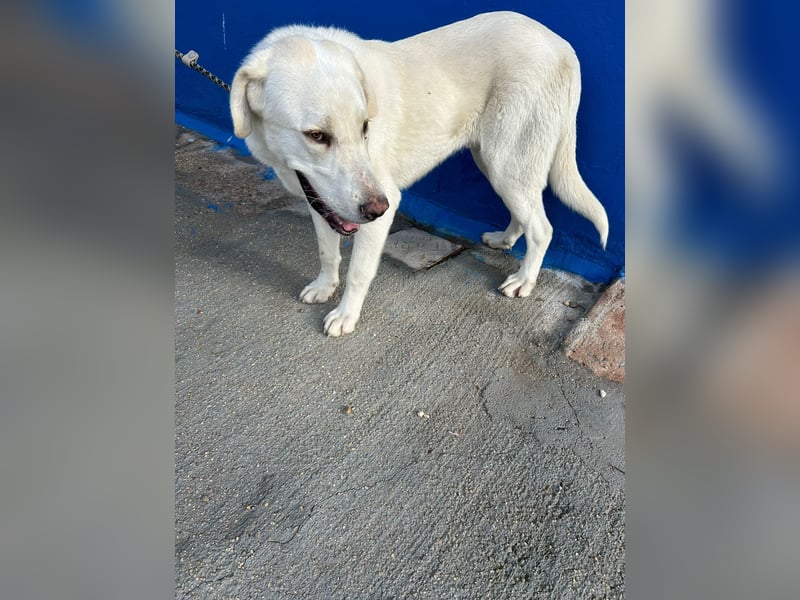 Brooklyn , ein großer Eisbär