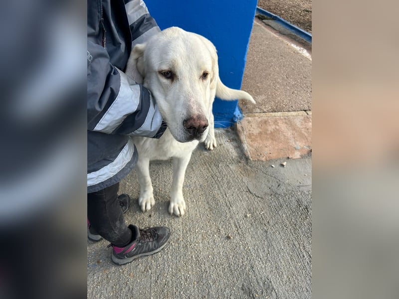 Brooklyn , ein großer Eisbär